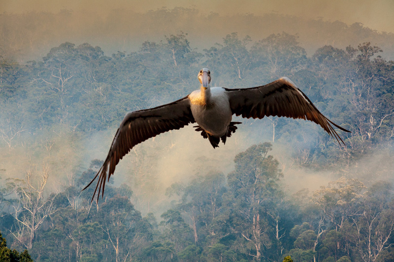 Pelican Flight