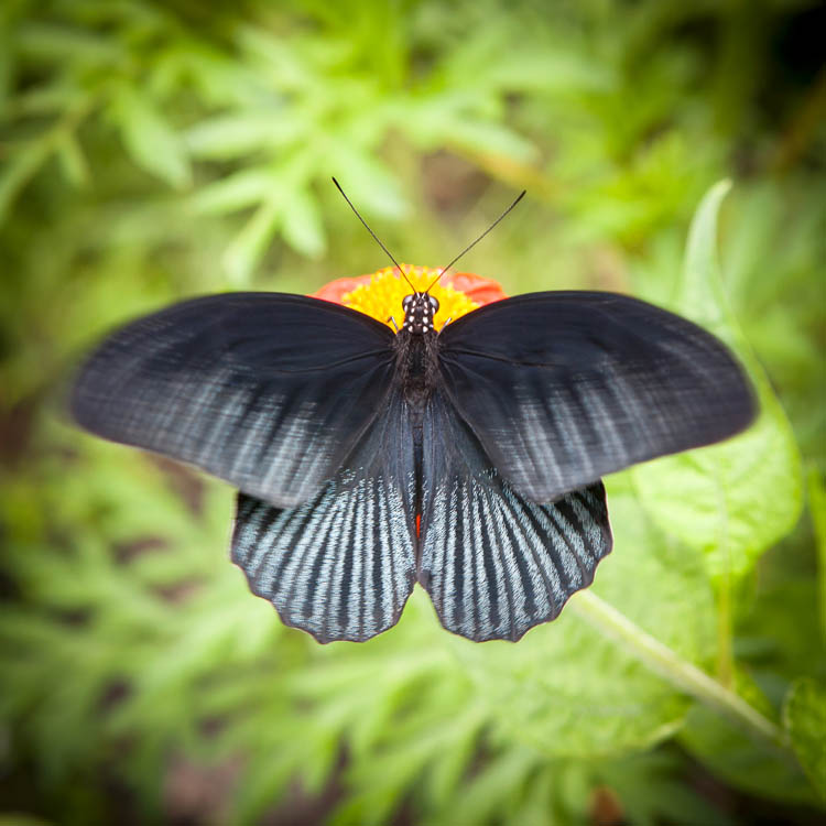Another Great Mormon (Papilio memnon agenor). Tangkiling, Central Kalimantan