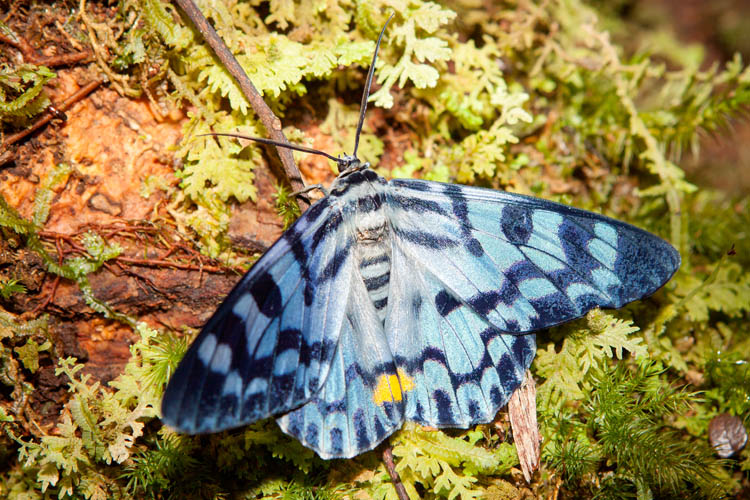 Not yet identified (Kupukupu tyrannosaurus); Kelabit Highlands, Sarawak