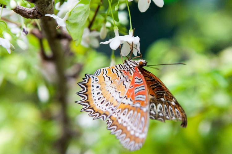 Malay Lacewing (Cethosia hypsea hypsea). Singapore
