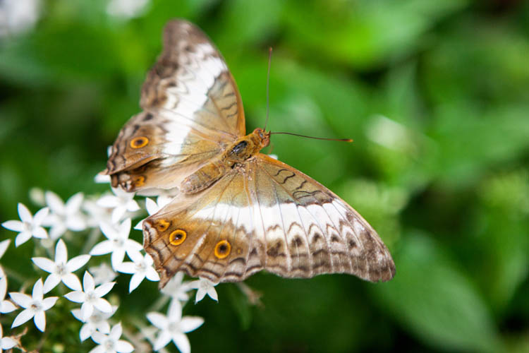 Common Cruiser (female) (Vindula erota), Singapore