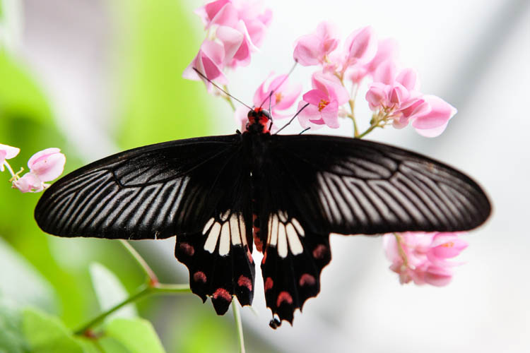 Common Mormon butterfly (Papillo polities romulus). Singapore