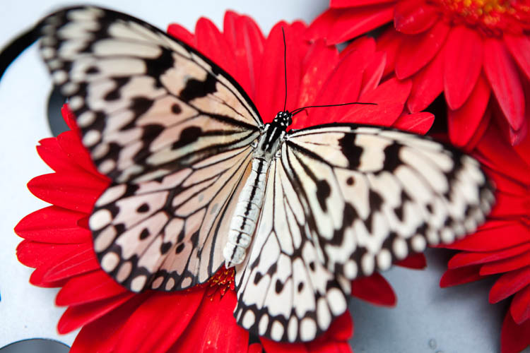 Tree Nymph butterfly (Idea leuconoe). Singapore