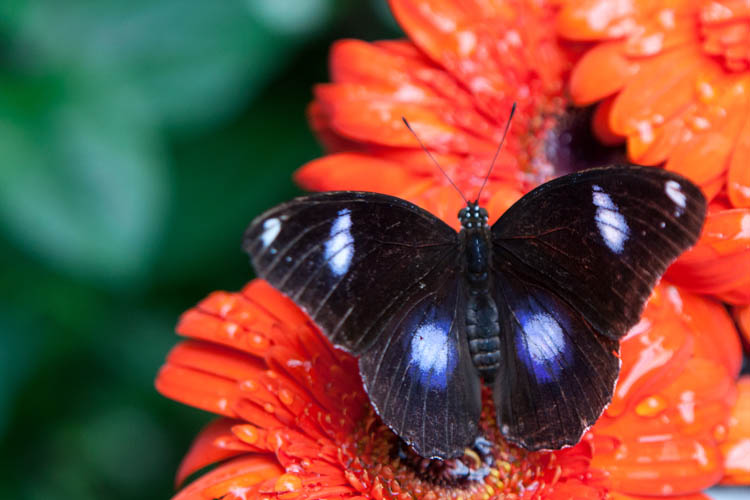 Great Eggfly (Hypolimnas bolina).