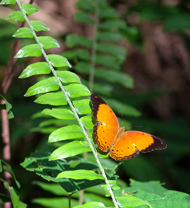 Malay Yeoman (Cirrochroa emalea emalea)