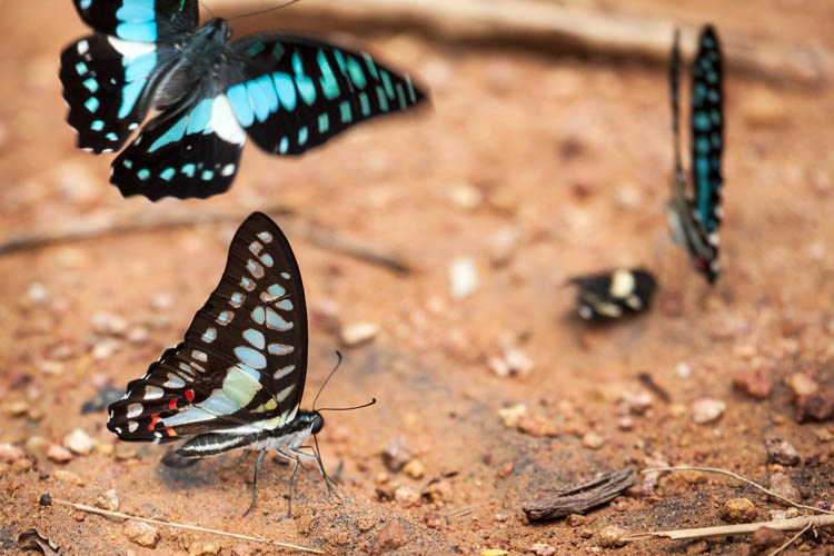Blue Jay (Graphium evemon eventus)