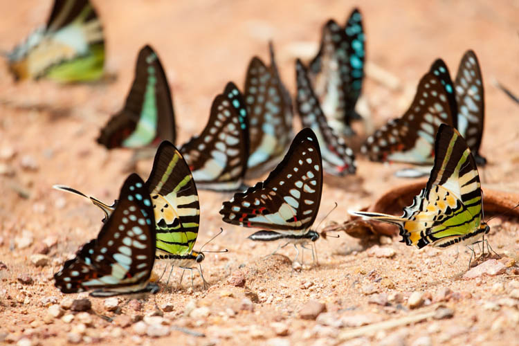 Blue Jay (Graphium evemon eventus), Common Bluebottle (Graphium sarpedon), Five-bar Swordtail (Graphium antiphates)